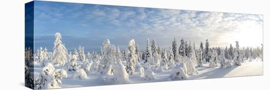 Snow Covered Trees, Riisitunturi National Park, Lapland, Finland-Peter Adams-Stretched Canvas