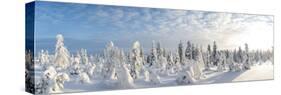 Snow Covered Trees, Riisitunturi National Park, Lapland, Finland-Peter Adams-Stretched Canvas