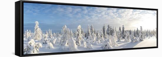 Snow Covered Trees, Riisitunturi National Park, Lapland, Finland-Peter Adams-Framed Stretched Canvas