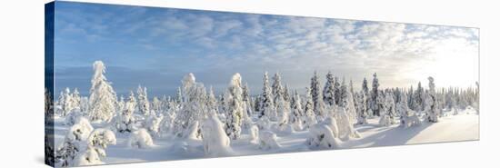 Snow Covered Trees, Riisitunturi National Park, Lapland, Finland-Peter Adams-Stretched Canvas