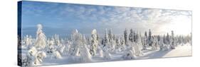 Snow Covered Trees, Riisitunturi National Park, Lapland, Finland-Peter Adams-Stretched Canvas