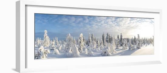 Snow Covered Trees, Riisitunturi National Park, Lapland, Finland-Peter Adams-Framed Photographic Print