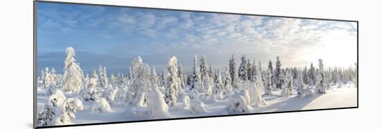 Snow Covered Trees, Riisitunturi National Park, Lapland, Finland-Peter Adams-Mounted Photographic Print