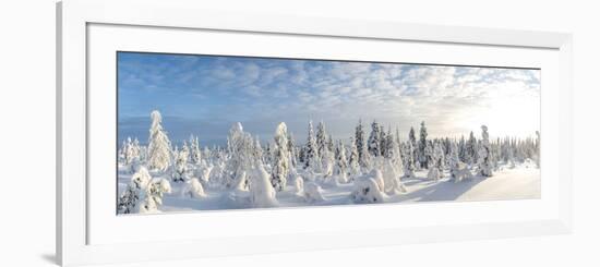 Snow Covered Trees, Riisitunturi National Park, Lapland, Finland-Peter Adams-Framed Photographic Print