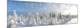 Snow Covered Trees, Riisitunturi National Park, Lapland, Finland-Peter Adams-Mounted Photographic Print