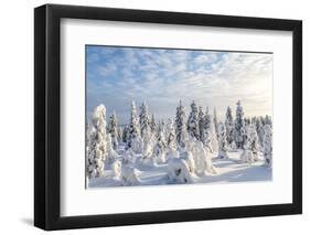 Snow Covered Trees, Riisitunturi National Park, Lapland, Finland-Peter Adams-Framed Photographic Print