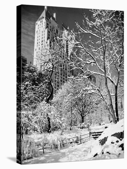 Snow-Covered Trees-null-Stretched Canvas