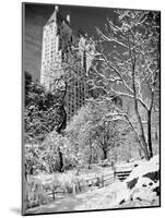 Snow-Covered Trees-null-Mounted Photographic Print