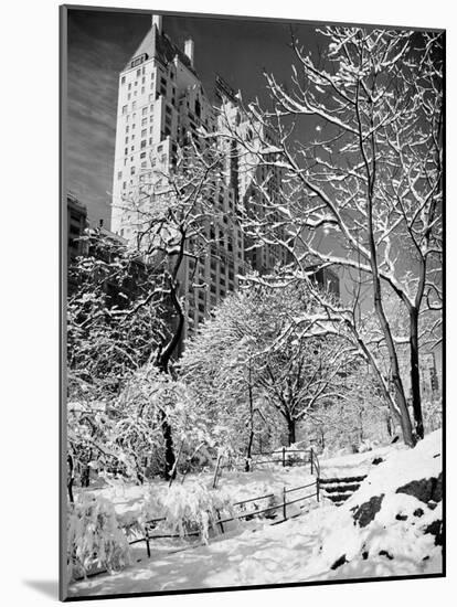 Snow-Covered Trees-null-Mounted Photographic Print