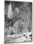 Snow-Covered Trees-null-Mounted Photographic Print