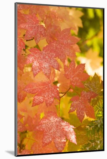 Snow-covered vine maple leaves, Lolo Pass, Mt. Hood Wilderness Area, Oregon, USA-Stuart Westmorland-Mounted Photographic Print