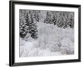 Snow-Covered Wood, Austvagoya (Island), Lofoten, 'Nordland' (County), Norway-Rainer Mirau-Framed Photographic Print