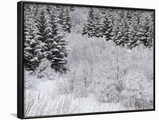 Snow-Covered Wood, Austvagoya (Island), Lofoten, 'Nordland' (County), Norway-Rainer Mirau-Framed Photographic Print