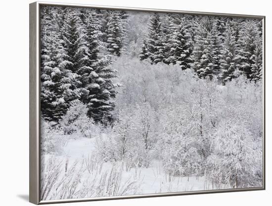 Snow-Covered Wood, Austvagoya (Island), Lofoten, 'Nordland' (County), Norway-Rainer Mirau-Framed Photographic Print