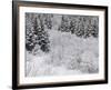 Snow-Covered Wood, Austvagoya (Island), Lofoten, 'Nordland' (County), Norway-Rainer Mirau-Framed Photographic Print
