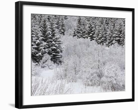 Snow-Covered Wood, Austvagoya (Island), Lofoten, 'Nordland' (County), Norway-Rainer Mirau-Framed Photographic Print