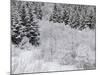 Snow-Covered Wood, Austvagoya (Island), Lofoten, 'Nordland' (County), Norway-Rainer Mirau-Mounted Photographic Print