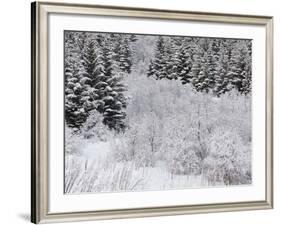 Snow-Covered Wood, Austvagoya (Island), Lofoten, 'Nordland' (County), Norway-Rainer Mirau-Framed Photographic Print