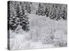 Snow-Covered Wood, Austvagoya (Island), Lofoten, 'Nordland' (County), Norway-Rainer Mirau-Stretched Canvas