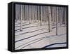 Snow Covered Woods-Tina Palmer-Framed Stretched Canvas