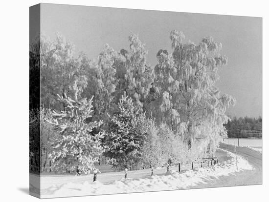 Snow Covering Countryside Northeast of Lake Ladoga-Carl Mydans-Stretched Canvas