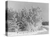 Snow Covering Countryside Northeast of Lake Ladoga-Carl Mydans-Stretched Canvas