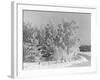 Snow Covering Countryside Northeast of Lake Ladoga-Carl Mydans-Framed Photographic Print