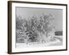 Snow Covering Countryside Northeast of Lake Ladoga-Carl Mydans-Framed Photographic Print