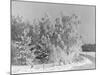 Snow Covering Countryside Northeast of Lake Ladoga-Carl Mydans-Mounted Photographic Print