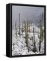 Snow Covers Desert Vegetation at the Entrance to the Santa Catalina Mountains in Tucson, Arizona-null-Framed Stretched Canvas