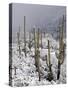 Snow Covers Desert Vegetation at the Entrance to the Santa Catalina Mountains in Tucson, Arizona-null-Stretched Canvas