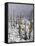 Snow Covers Desert Vegetation at the Entrance to the Santa Catalina Mountains in Tucson, Arizona-null-Framed Stretched Canvas