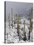 Snow Covers Desert Vegetation at the Entrance to the Santa Catalina Mountains in Tucson, Arizona-null-Stretched Canvas