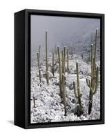 Snow Covers Desert Vegetation at the Entrance to the Santa Catalina Mountains in Tucson, Arizona-null-Framed Stretched Canvas