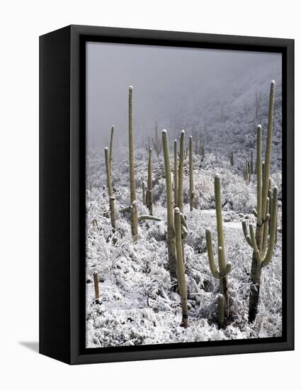 Snow Covers Desert Vegetation at the Entrance to the Santa Catalina Mountains in Tucson, Arizona-null-Framed Stretched Canvas