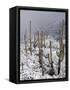 Snow Covers Desert Vegetation at the Entrance to the Santa Catalina Mountains in Tucson, Arizona-null-Framed Stretched Canvas