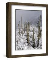 Snow Covers Desert Vegetation at the Entrance to the Santa Catalina Mountains in Tucson, Arizona-null-Framed Photographic Print