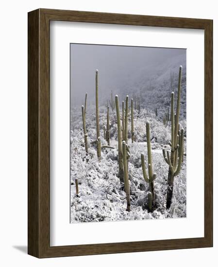 Snow Covers Desert Vegetation at the Entrance to the Santa Catalina Mountains in Tucson, Arizona-null-Framed Photographic Print