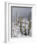 Snow Covers Desert Vegetation at the Entrance to the Santa Catalina Mountains in Tucson, Arizona-null-Framed Photographic Print