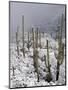 Snow Covers Desert Vegetation at the Entrance to the Santa Catalina Mountains in Tucson, Arizona-null-Mounted Photographic Print