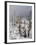 Snow Covers Desert Vegetation at the Entrance to the Santa Catalina Mountains in Tucson, Arizona-null-Framed Photographic Print