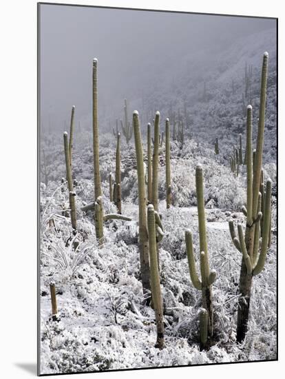 Snow Covers Desert Vegetation at the Entrance to the Santa Catalina Mountains in Tucson, Arizona-null-Mounted Photographic Print