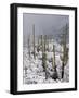 Snow Covers Desert Vegetation at the Entrance to the Santa Catalina Mountains in Tucson, Arizona-null-Framed Photographic Print