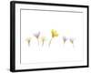 Snow Crocus-Judy Stalus-Framed Art Print