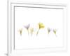 Snow Crocus-Judy Stalus-Framed Art Print