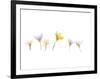 Snow Crocus-Judy Stalus-Framed Art Print