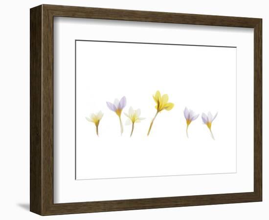 Snow Crocus-Judy Stalus-Framed Art Print