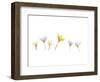 Snow Crocus-Judy Stalus-Framed Art Print