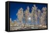 Snow Crystals on Trees in Winter, Lapland, Sweden-Arctic-Images-Framed Stretched Canvas