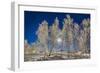 Snow Crystals on Trees in Winter, Lapland, Sweden-Arctic-Images-Framed Photographic Print